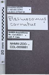 Etiketten zu Abelater quadrinotatus (NHMW-ZOO-COL-0009881)